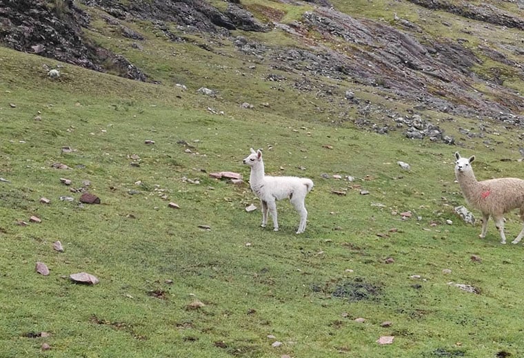 baby lama on Lares trek