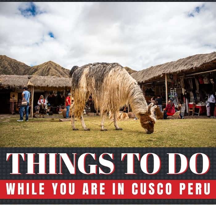 llama on the sacred valley